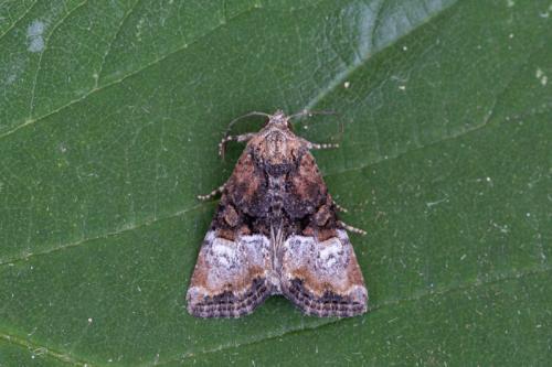 Réf. 243 338 : Mesoligia furuncula
